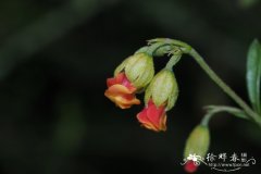 羽状叶雪茶木Hermannia pinnata