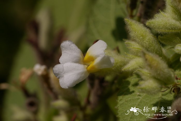 粘毛山芝麻Helicteres viscida