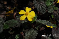 茶藨子叶纽扣花，茶藨子叶束蕊花Hibbertia grossularifolia