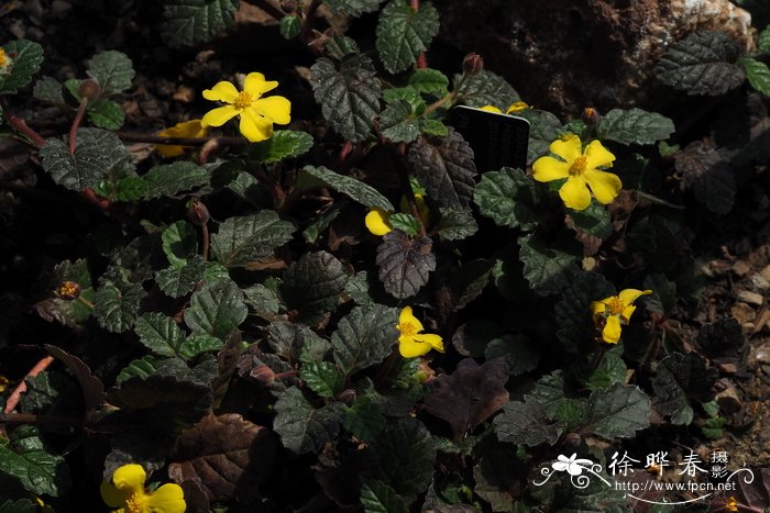 茶藨子叶纽扣花，茶藨子叶束蕊花Hibbertia grossularifolia