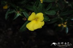 四蕊纽扣花,四蕊束蕊花Hibbertia tetrandra