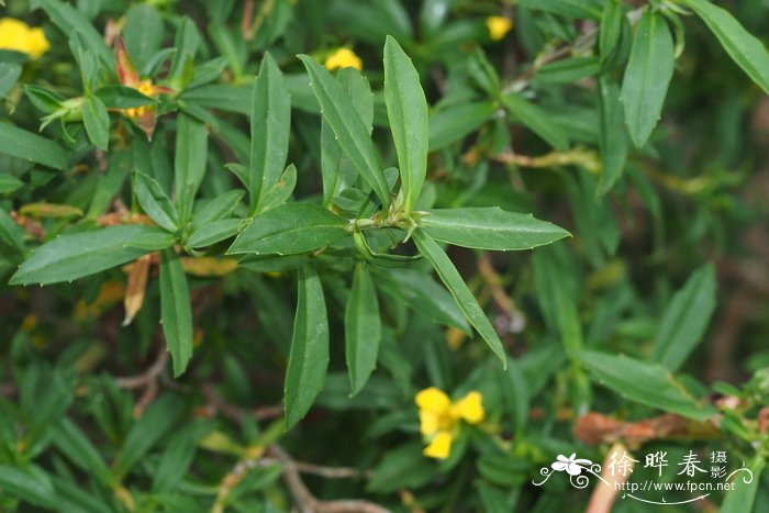 四蕊纽扣花,四蕊束蕊花Hibbertia tetrandra