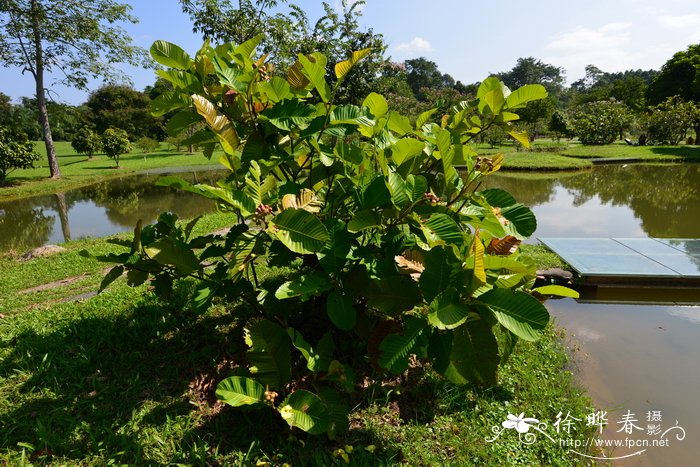 灌木五桠果星果木dilleniasuffruticosa