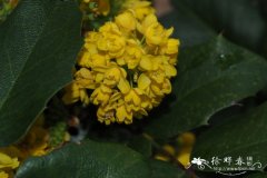 北美十大功劳Mahonia aquifolium