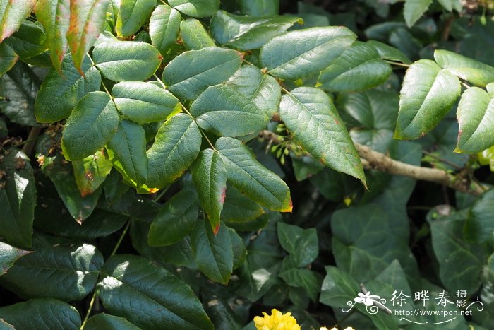 北美十大功劳Mahonia aquifolium