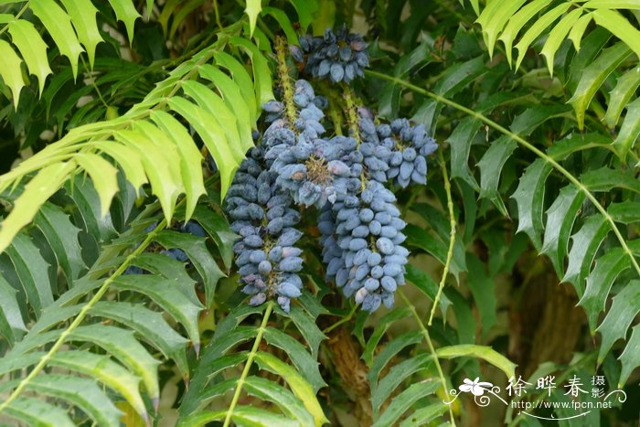 阿里山十大功劳 Mahonia lomariifolia