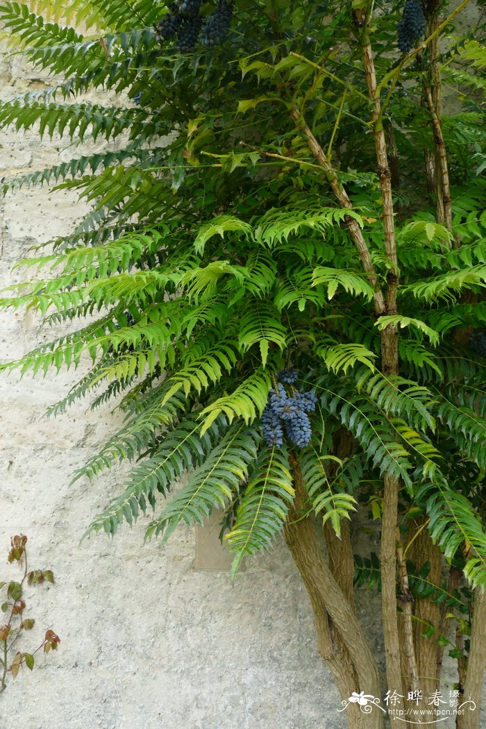 阿里山十大功劳 Mahonia lomariifolia