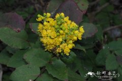 匍匐十大功劳Mahonia repens