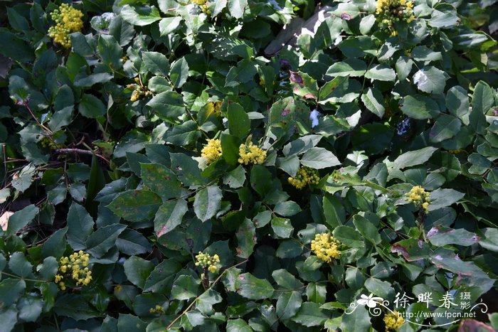 匍匐十大功劳Mahonia repens