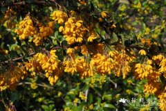 达尔文小檗Berberis darwinii