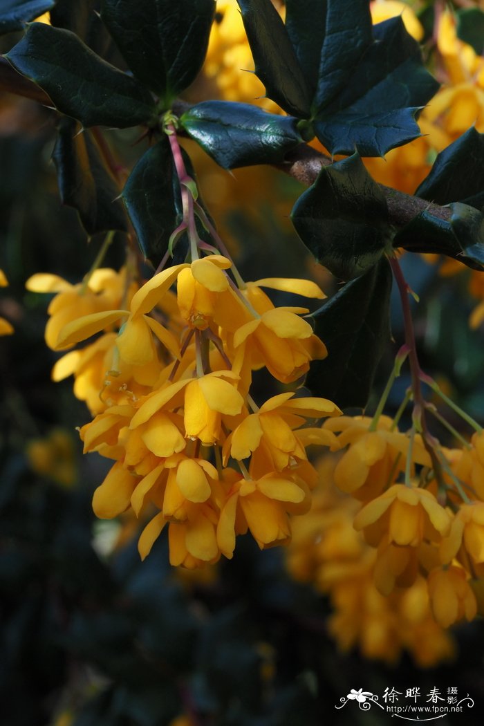 达尔文小檗Berberis darwinii