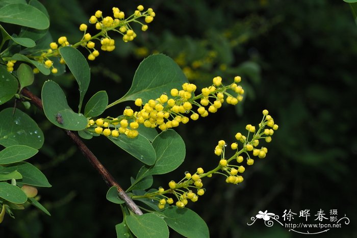 直穗小檗Berberis dasystachya