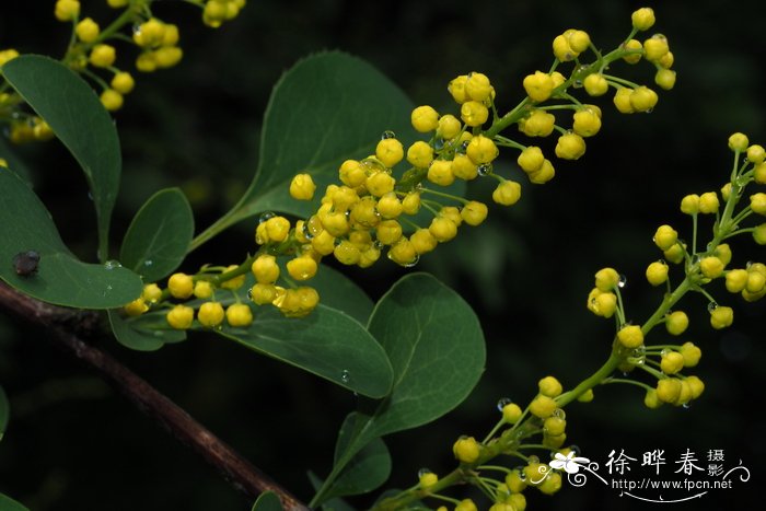 直穗小檗Berberis dasystachya