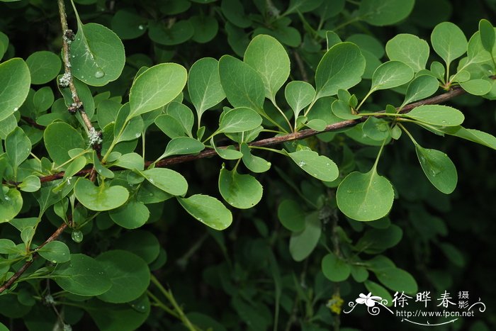 直穗小檗Berberis dasystachya