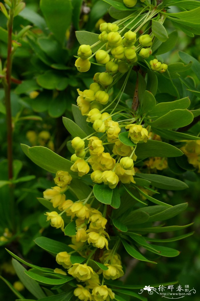 小檗科小檗属   鲜黄小檗berberis diaphana