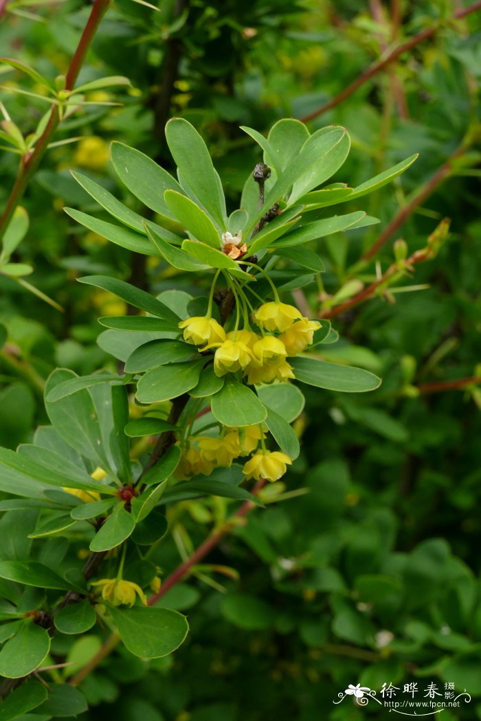 鲜黄小檗Berberis diaphana