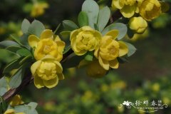 刺红珠Berberis dictyophylla