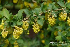 南阳小檗Berberis hersii