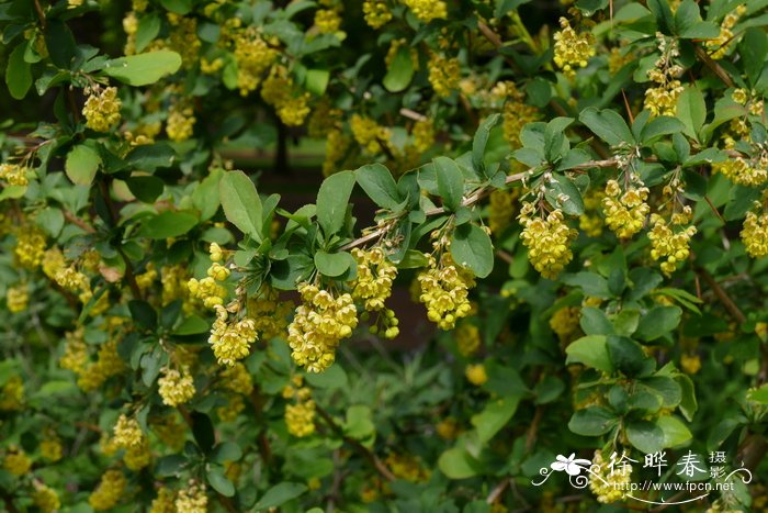 南阳小檗Berberis hersii