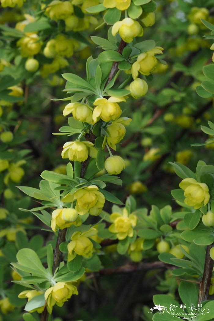 刺红珠Berberis dictyophylla