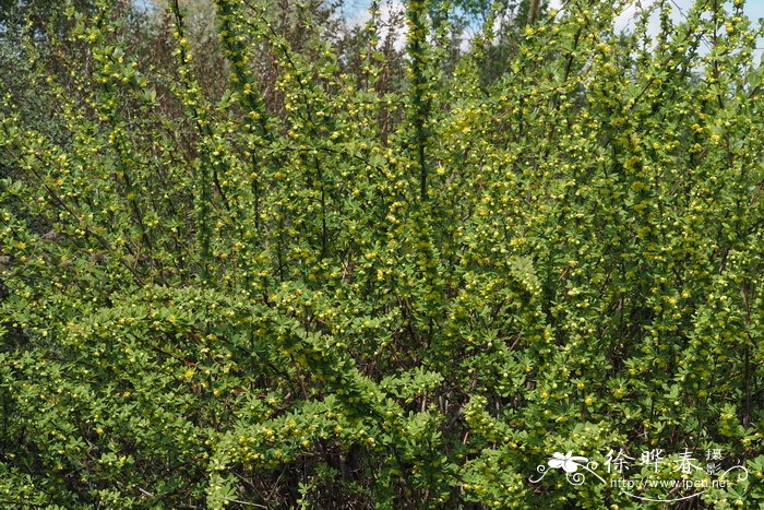 刺红珠Berberis dictyophylla