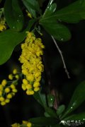 柳叶小檗Berberis giraldii