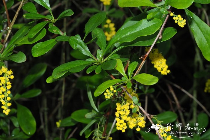 柳叶小檗Berberis giraldii