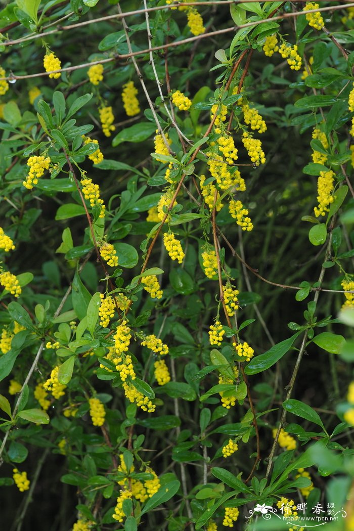 柳叶小檗Berberis giraldii