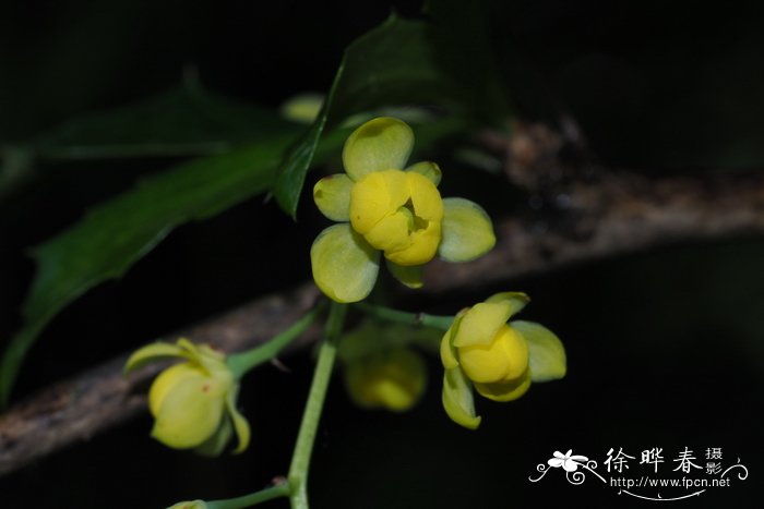 粉绿果小檗Berberis glaucocarpa