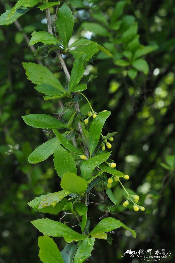 粉绿果小檗Berberis glaucocarpa