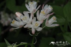 科尔切斯省沽油Staphylea colchica