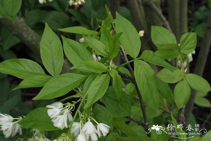 科尔切斯省沽油Staphylea colchica