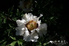 紫斑牡丹Paeonia rockii