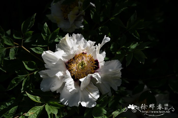 紫斑牡丹Paeonia rockii