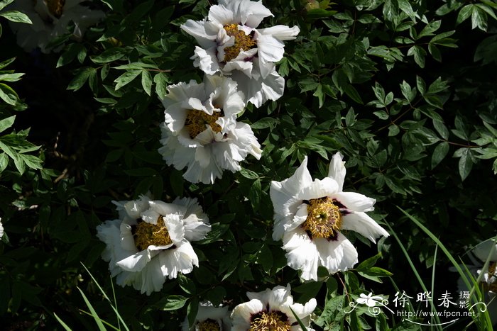 紫斑牡丹Paeonia rockii