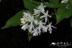 高加索省沽油Staphylea colchica