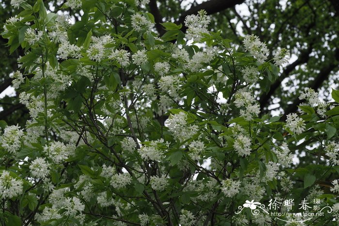 高加索省沽油Staphylea colchica