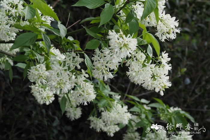 高加索省沽油Staphylea colchica