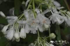 益目山省沽油Staphylea emodi