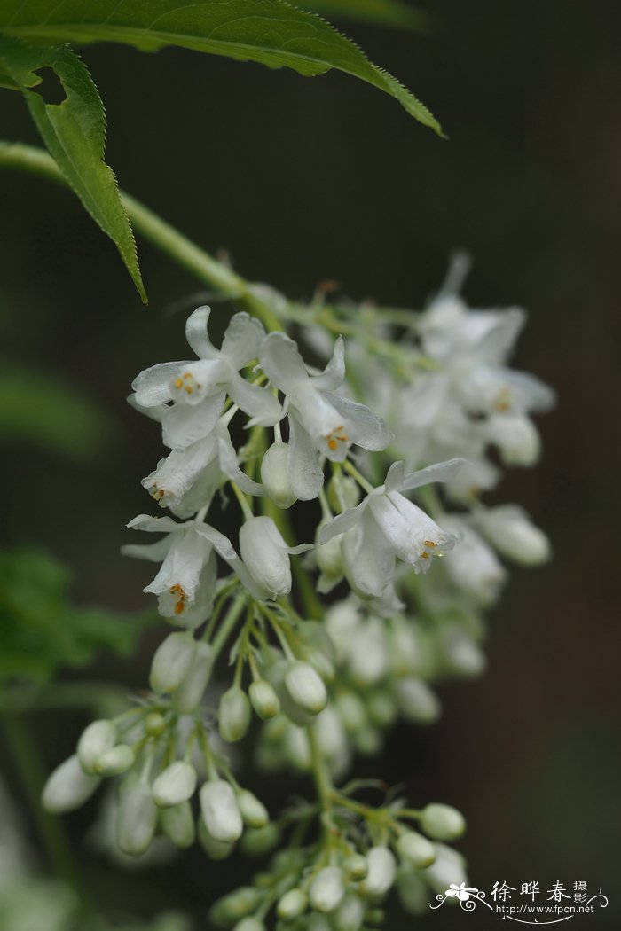 益目山省沽油Staphylea emodi