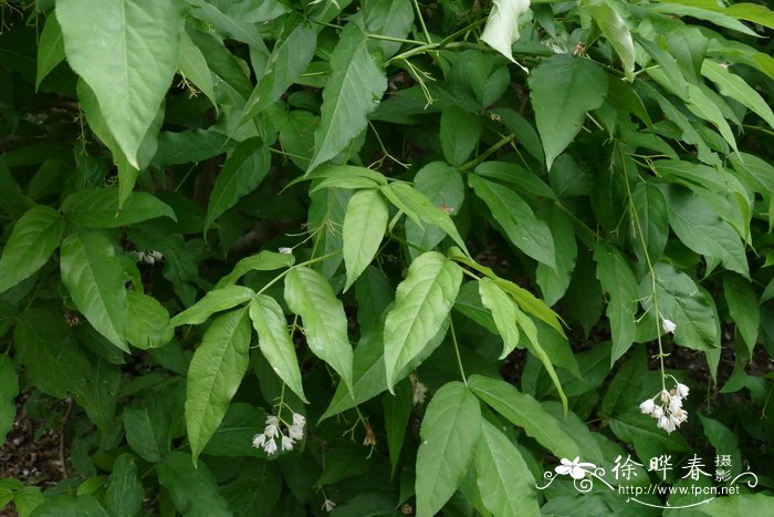 益目山省沽油Staphylea emodi