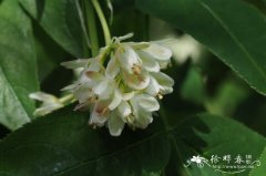 羽叶省沽油 Staphylea pinnata