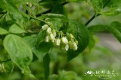 国省沽油Staphylea trifolia