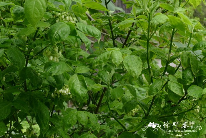 国省沽油Staphylea trifolia