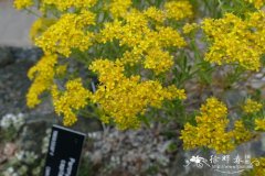 土耳其葶苈Draba heterocoma