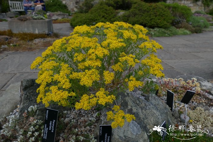 土耳其葶苈Draba heterocoma