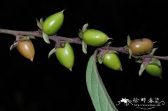 乌材Diospyros eriantha