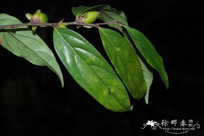 乌材Diospyros eriantha