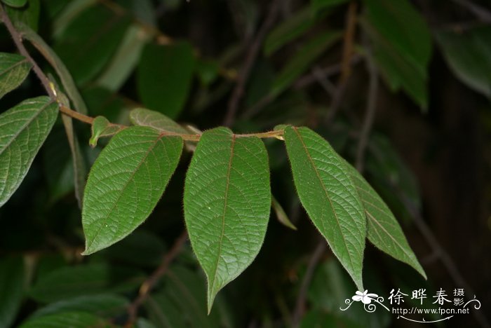 毛柿Diospyros strigosa