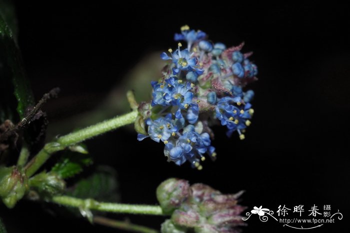  '半圆'美洲茶Ceanothus americanus 'Concha'